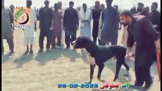 Diesel go to champion DIESEL bulldog Pakistani mastiff champion BULLY