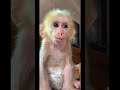 お猿さん可愛い愛してる💕😘🐒🐵🙈🙈🇯🇵 さる 猿 monkey monkeys monkeydluffy monkeyvideo babymonkey