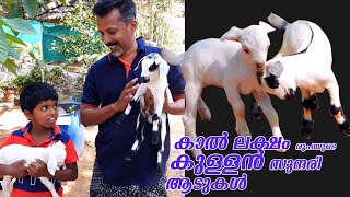 Canadian Pigmy Goat from Jacob Orchad | കനേഡിയൻ പിഗ്മി ആട്