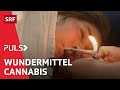 Cannabis Hype – die verbotene Droge als Schmerztherapie der Zukunft | Puls | SRF