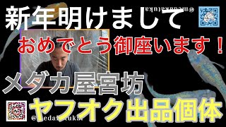 新年明けましておめでとう御座います！【メダカ屋宮坊ヤフオク出品個体】サイシュウヘイキ　ブルータイプ、サイシュウヘイキ、ネプチューン、高級ミックスめだか