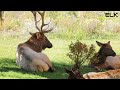 yellowstone u0026 yosemite documentary in 4k i american national parks wildlife and relaxing nature 4k.