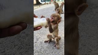 दूधू पीता बंदर का बच्चा 🍼🍼🍼🐵🐵🐵#bandar #monkeyvideo #monkey 0510