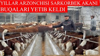 YILLAR ARZONCHISI SARKORBEK AKANI SIFATI KUCHILI BUQALARDAN YETIB KELDI