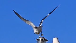 동해바다 겨울 🕊갈매기🕊 만나러 가는길 (삼척 장호항 겨울 갈매기)