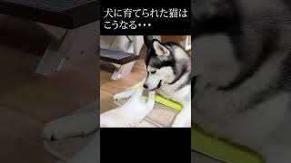 ハスキー犬を自分の親だと思ってる子猫...#shorts