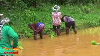 Hmong Farmer \u0026 Beautiful Nature/ Hmoob Nplog lo Liaj @ Laos 2018