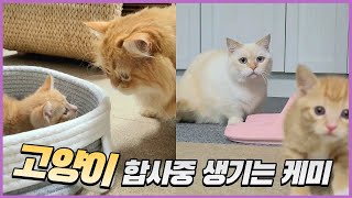 냥줍한 아기고양이와 성묘의 합사!! 고양이 합사가 이렇게 쉬운 건가요!!!!