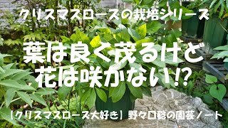 葉は良く茂るけど花は咲かない⁉️