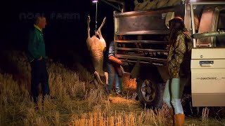 Awesome Kangaroo Harvesting🦘Kangaroo Meat Processing in Factory   Kangaroo Industry