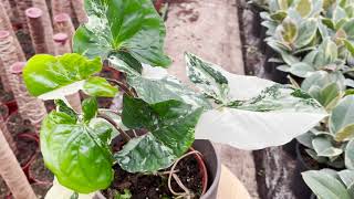 Syngonium Albo Variegata | Live from the Nursery Series