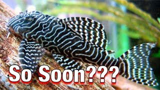 L260 Queen Arabesque Pleco Surprise First Spawn