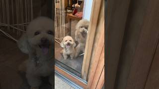 トリミングのお迎えに行くと、、🐶💕待ってましたー！！！と大興奮😍「ろあちゃん/トルテちゃん」Instagram @roa_torte トイプードル #犬王国 #トイプードル