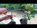 jackfruit v grafting method