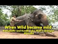 When Wild Elephant Tame and Trained by the handler..it become mild