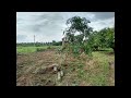 mango season ಮಾವಿನ ಹಣ್ಣಿನ ಸೀಸನ್ 2016