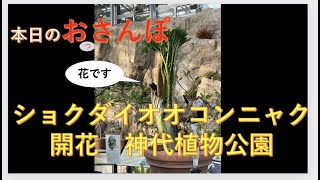 ショクダイオオコンニャク開花・神代植物公園・本日のおっさんぽ