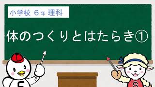 小６理科_体のつくりとはたらき①