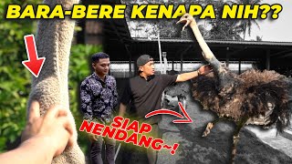 JENGUK BURUNG UNTA MAS HERMAWAN SETIA FARM..! MAKAN BENDA ASING..!?