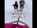 犬ぞり体験！