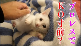 子猫とプロレスごっこしたら不屈の精神で何度も挑んできた【保護子猫】