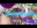 猫 インスリン注射【猫 糖尿病】