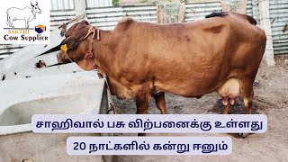 சாஹிவால் பசு விற்பனைக்கு உள்ளது || 20 நாட்களில் கன்று ஈனும் || SAKTHICOWSUPPLIER