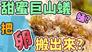 甜蜜巨山蟻 把卵搬出來了!?【甜蜜巨山蟻的日常#2】螞蟻帝國