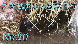 【モルモット】プチ動画 まったり日常 No.20 Relaxed daily life【kawaii guineapig】