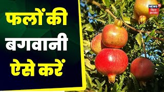 Farming News: अन्नदाता | फलों की बगवानी ऐसे करें | Anndata | TOP News | Hindi News | Bihar News