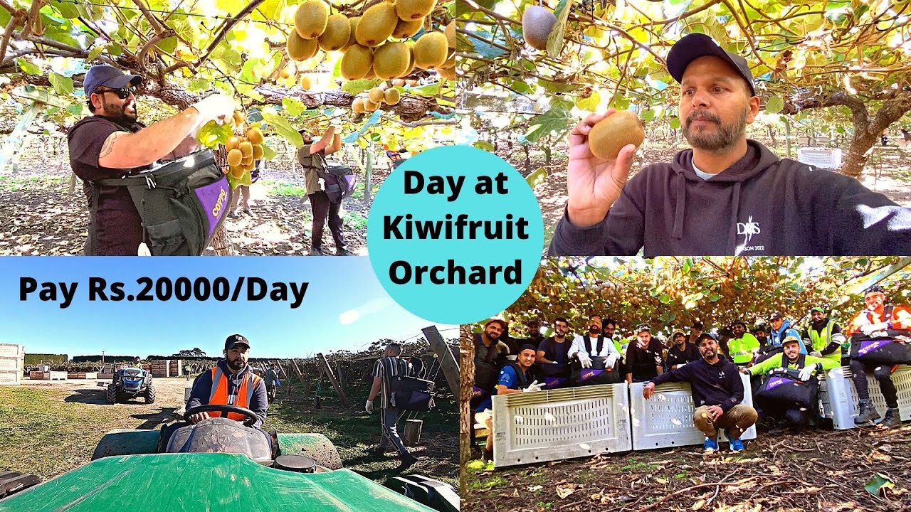 How Kiwifruit Is Picked In New Zealand || ਕਿਵੇ ਟੁੱਟਦਾ ਨਿਉਜੀਲੈਂਡ ਦਾ ਕੀਵੀ ...