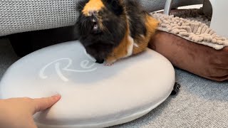 モルモットの威嚇　Guinea pig intimidation