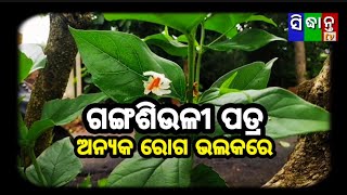 ଦେଶି ଚିକିତ୍ସା। ଗଙ୍ଗଶିଉଳୀ, ଉପକାରିତା।gangasiuli patra tips।।