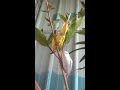 budgerigar meloセキセイインコ手養剪羽阿蘇兒虎皮鸚鵡蓮霧樹爬高高