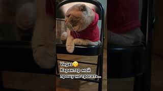 @VegasScottishFold6653 #tiktok #cat#animals#amazing#amor#amazing#trending#humor#fyp#viralvideo#