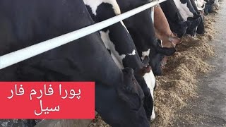 Full dairy farm for sale available Holstein Friesian breed cows|| Bal dairy farm Faisalabad