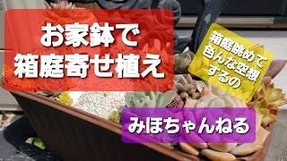 《多肉植物》四角いプランターにお家の鉢を置いて箱庭作り