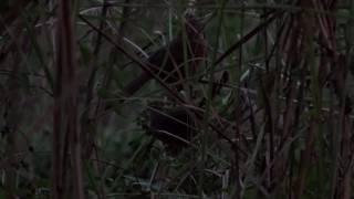 Rufous Babblers