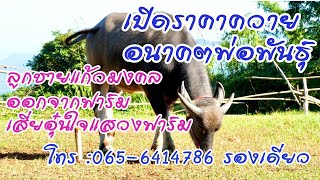 เปิดราคาควาย อนาคตพ่อพันธ์ ลูกชายแก้วมงคล โทร : 065-6414786 รองเดี่ยว