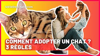 COMMENT ADOPTER UN CHAT ? 3 RÈGLES SIMPLES