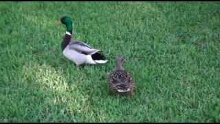 Mallard duck flying and landing