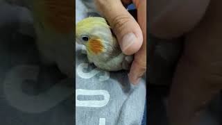 オカメインコ撫でられてる姿がかわいらしいです