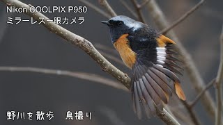 野川を散歩　鳥撮り 20250125　Nikon COOLPIX P950