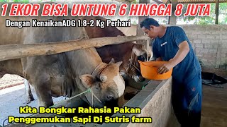 Bongkar Rahasia Pakan Sapi Keuntungan Hingga 8 Juta Per Ekor Di Sutris farm