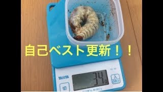 「まさかの30g連発！？」オオクワガタ 1本目から2本目へ交換！【能勢YG】【奈良輪】【久留米】