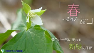 渓流ゾーンの花々　2022.春 国営滝野すずらん丘陵公園