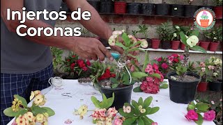 Injertos de Coronas (Grafting Euphorbia Milii)