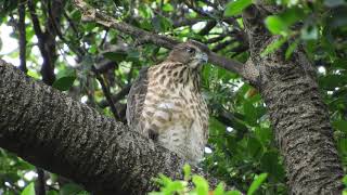 20190610 台南公園鳳頭蒼鷹 1