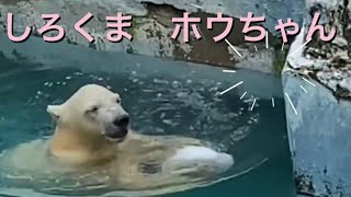 ママはプールサイド　こぐまホウちゃんは、上手に水中潜り❤️天王寺動物園2021年7月1日