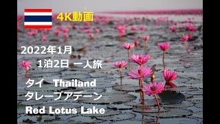 【4K】2022年1月 タイ タレーブアデーン Thailand Red Lotus Lake | Travel Log